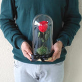 Red Long Life preserved Rose
