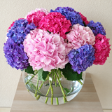 Hydrangea flowers in a large fish bowl vase
