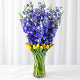 Blue Delphinium and tulips in a vase