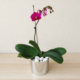 Purple Orchid Plant