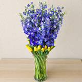 Blue Delphinium and tulips in a vase