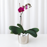 Purple Orchid Plant