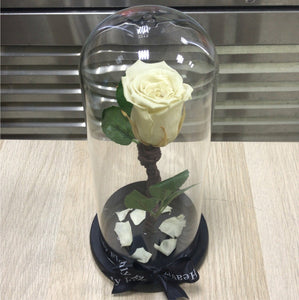 cream Long life preserved rose