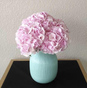 Pink hydrangea flowers in a vase