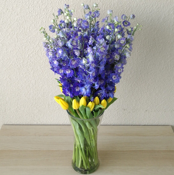 Blue Delphinium and tulips in a vase