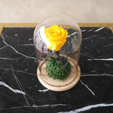 Yellow Long Life preserved Rose