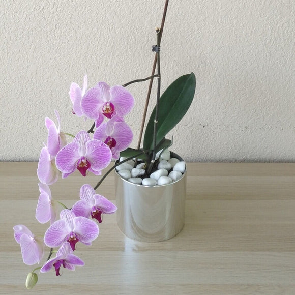 Light Purple Orchid Plant