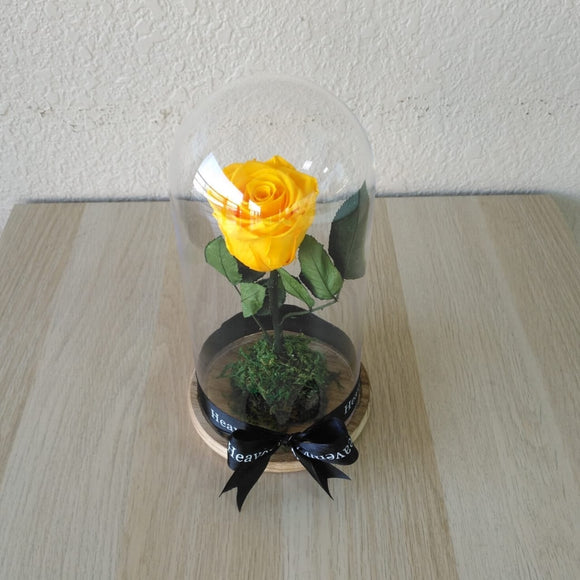 Yellow Long Life preserved Rose